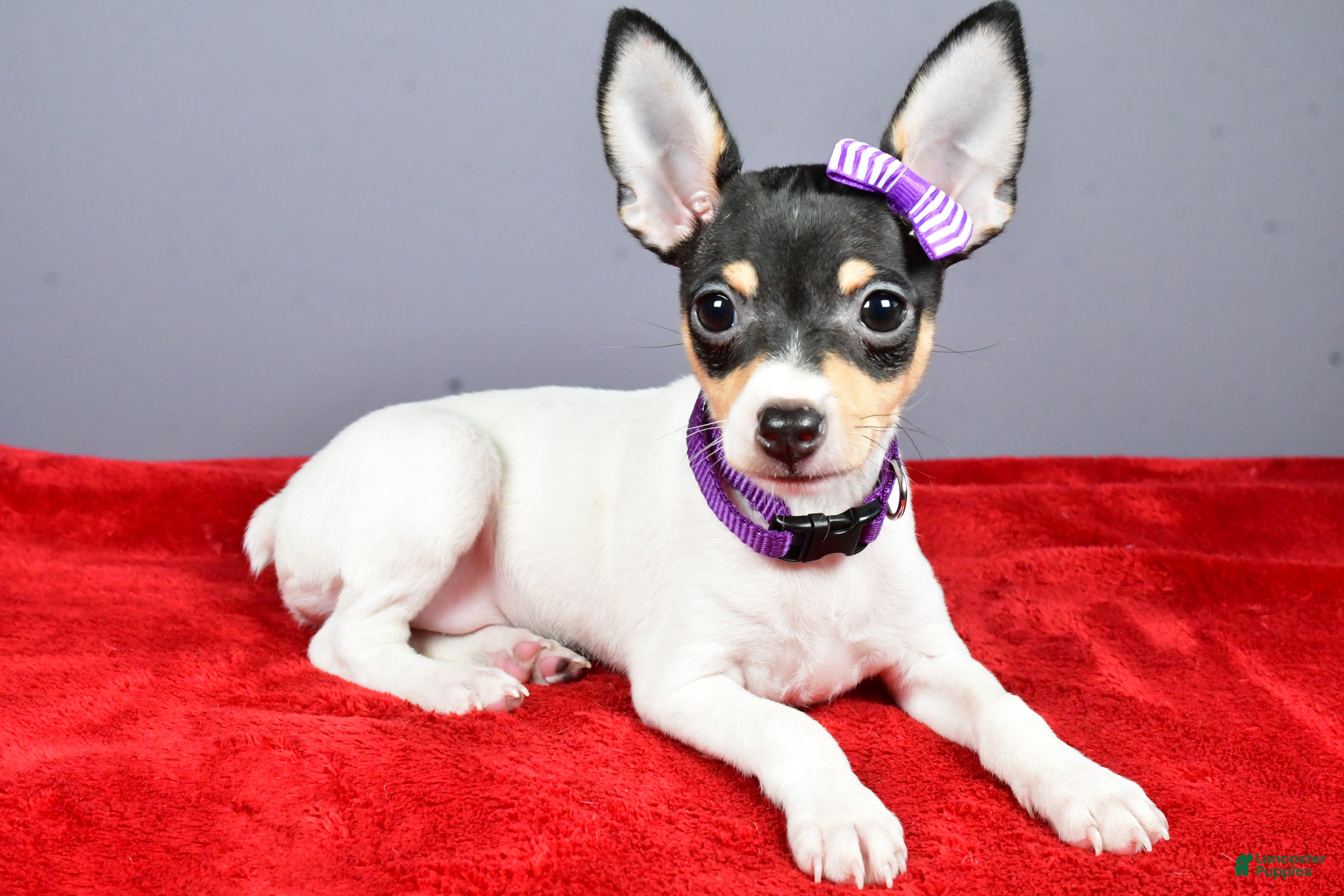 Toy Fox Terrier dogs Lucy - Ad 9