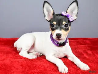 Toy Fox Terrier dogs Lucy - Ad 21