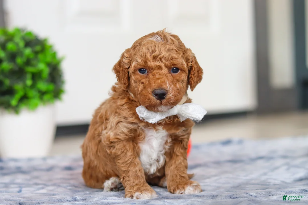 Mini Goldendoodle dogs for sale: Maddie - Ad 5