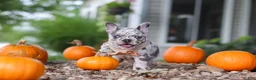 French Bulldog dogs for sale: Hope - Ad 10