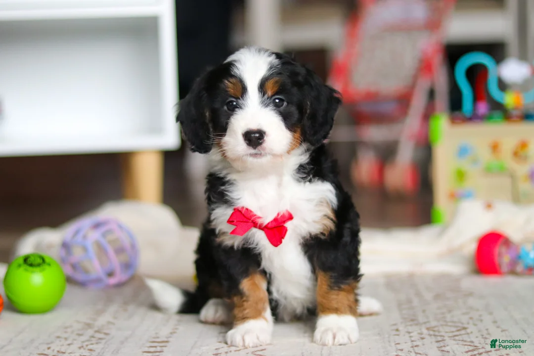 Mini Bernedoodle dogs for sale: Rocky - Ad 2