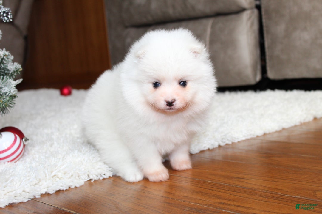 Pomeranian dogs for sale: Emerson - Ad 11