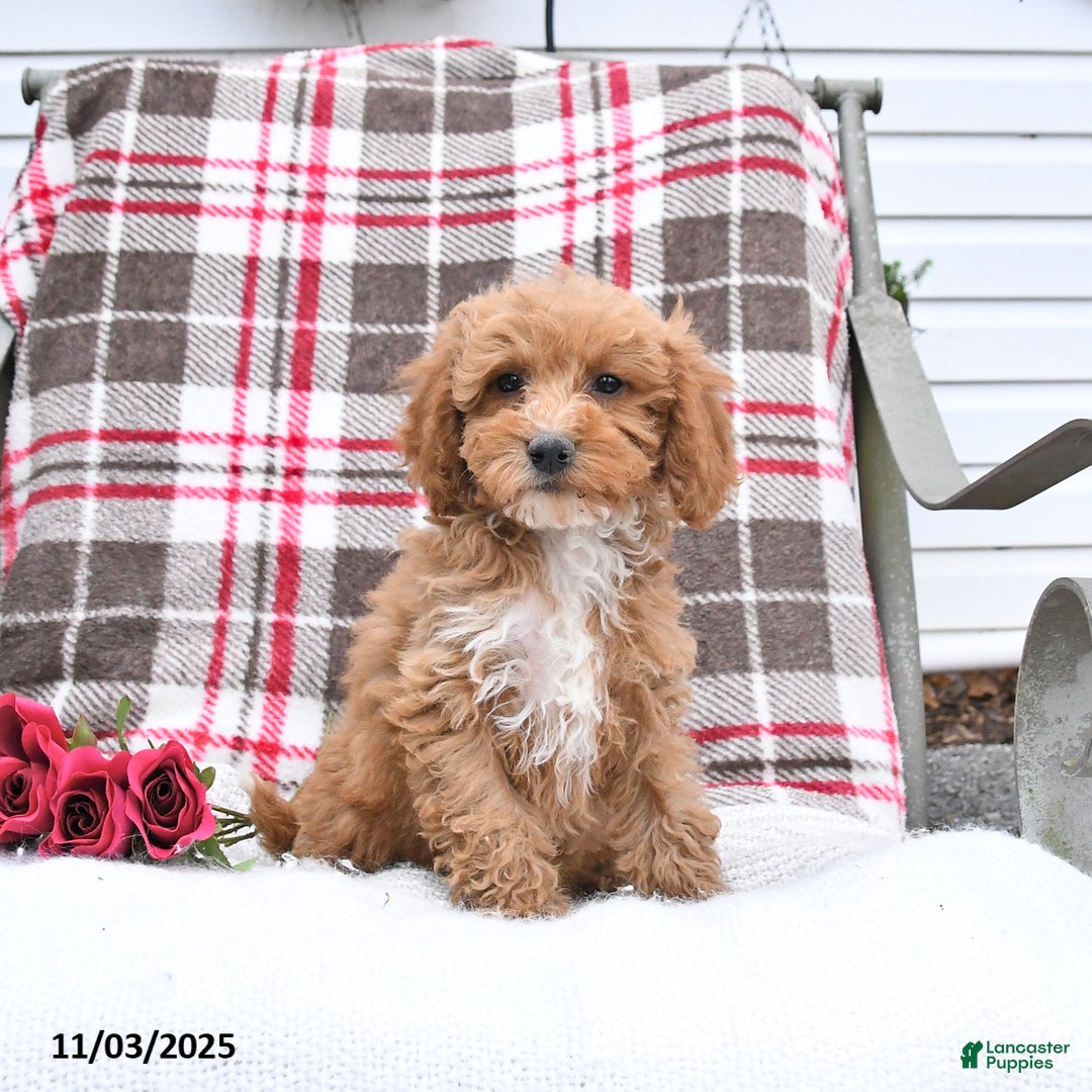 Cockapoo dogs for sale: Cindy - Ad 3