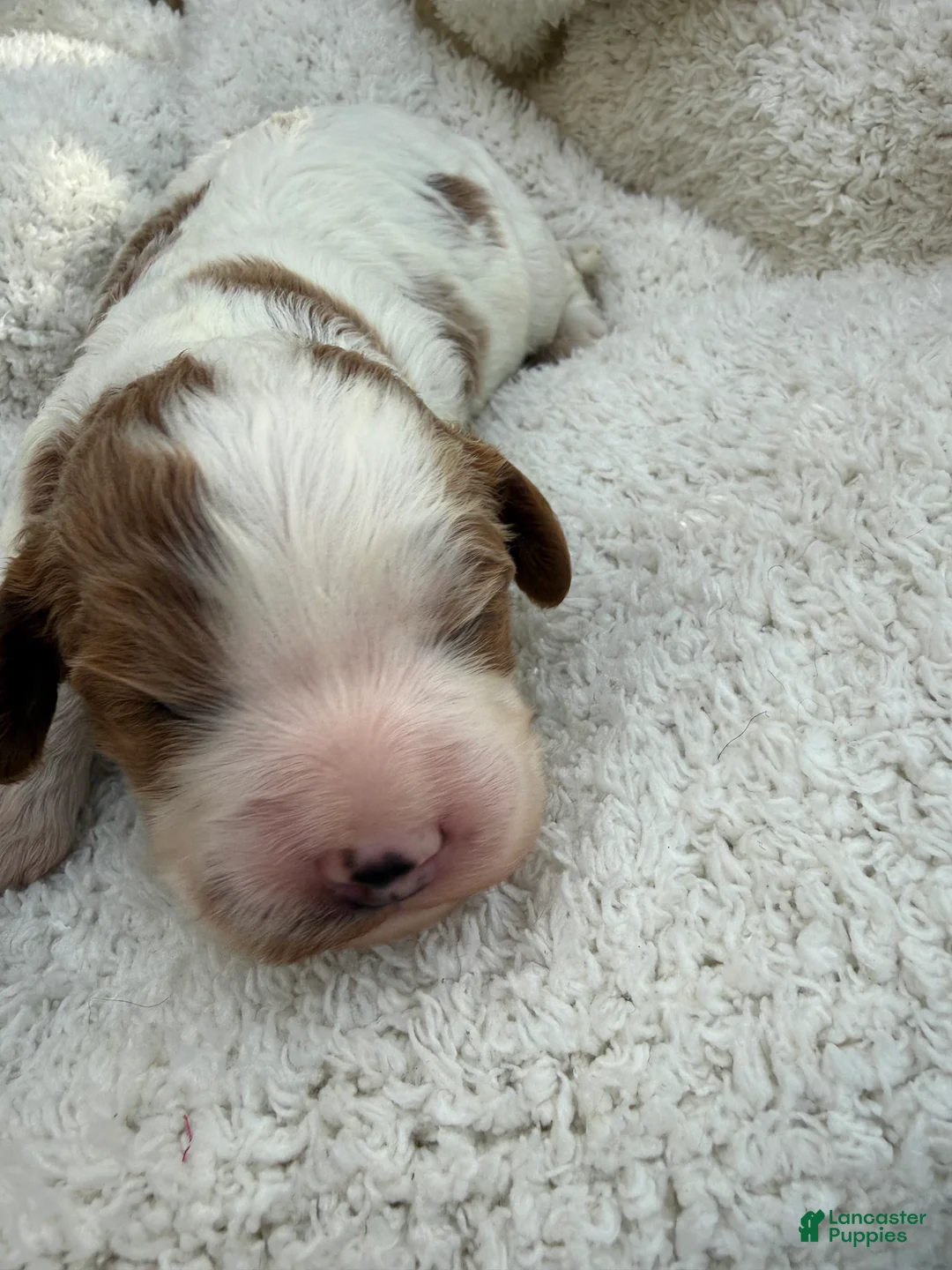Cavapoo dogs for sale: Leo - Ad 1