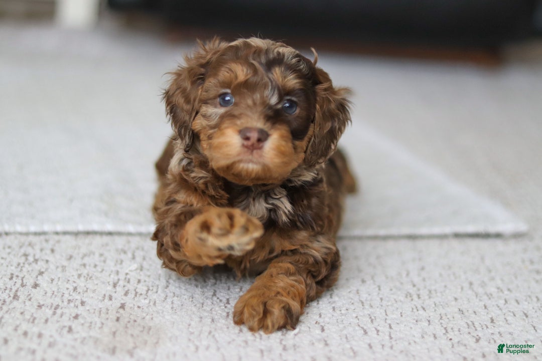 Cockapoo dogs for sale: Angela - Ad 8