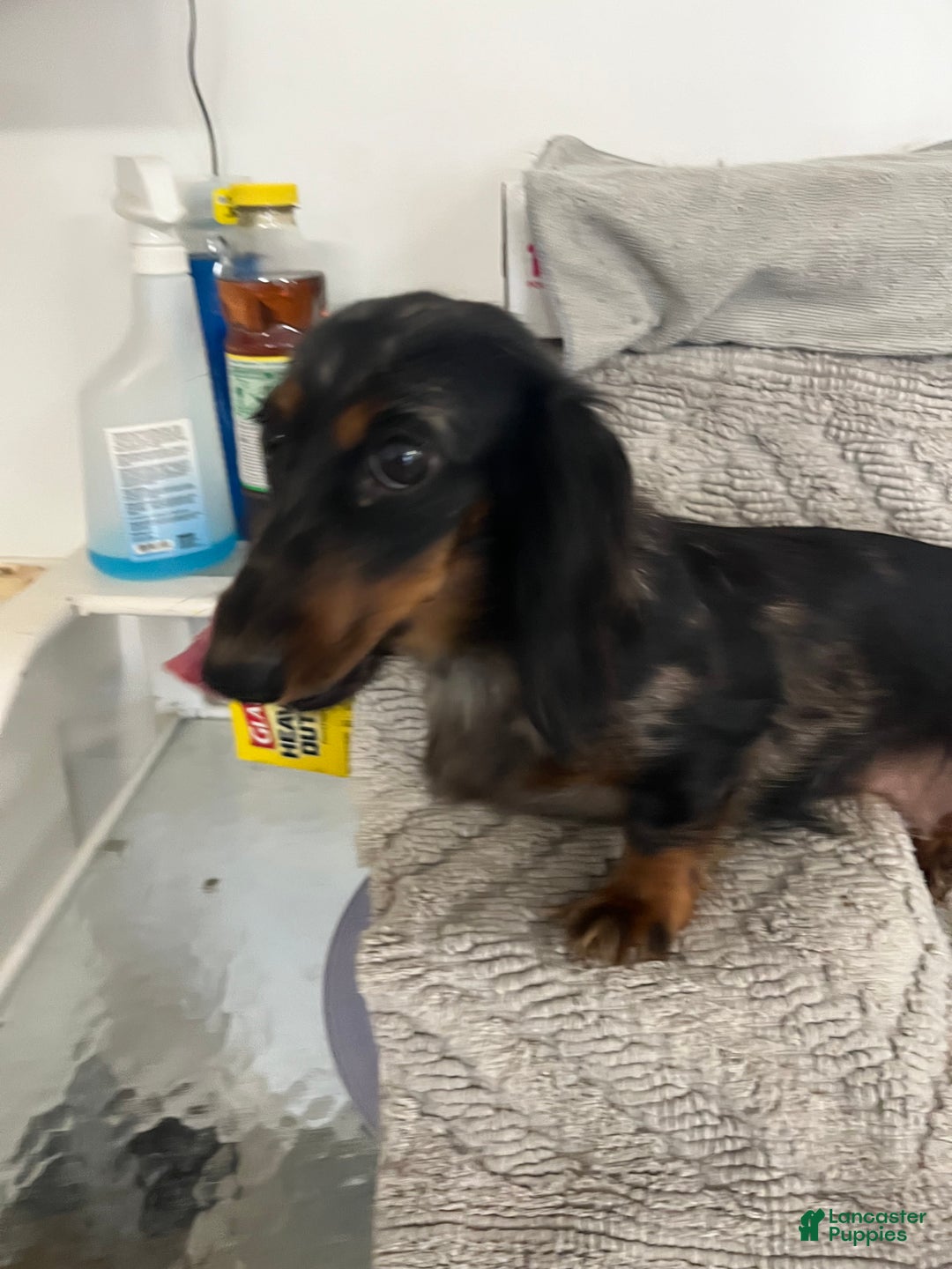 Miniature Dachshund dogs for sale: Raven  - Ad 6
