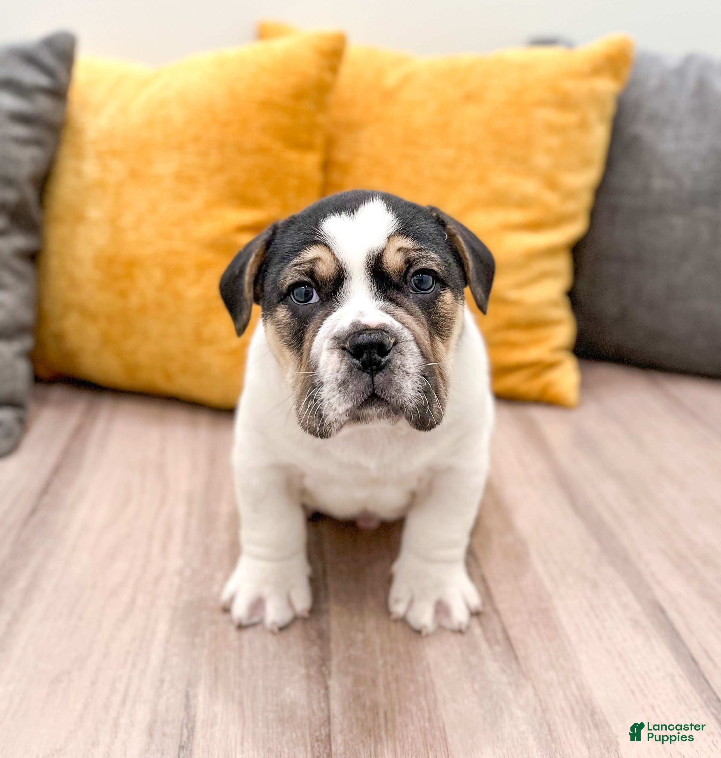 Mixed Breed dogs Kobe - Ad 1