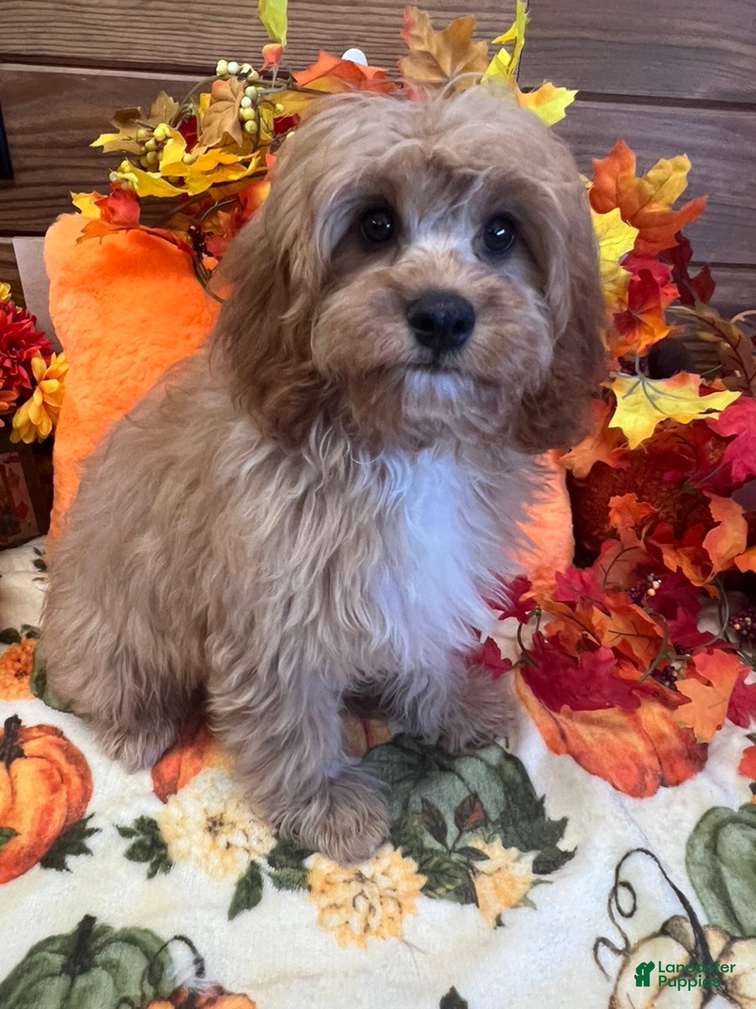 Cavapoo dogs for sale: Ross - Ad 2
