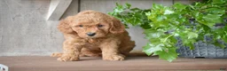 Mini Goldendoodle dogs for sale: Bentley - Ad 9