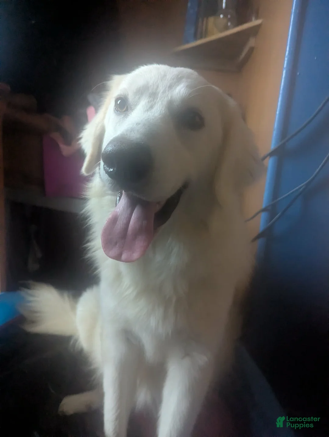 Mixed Breed dogs for sale: Mixed Breed Puppy 5 - Ad 2