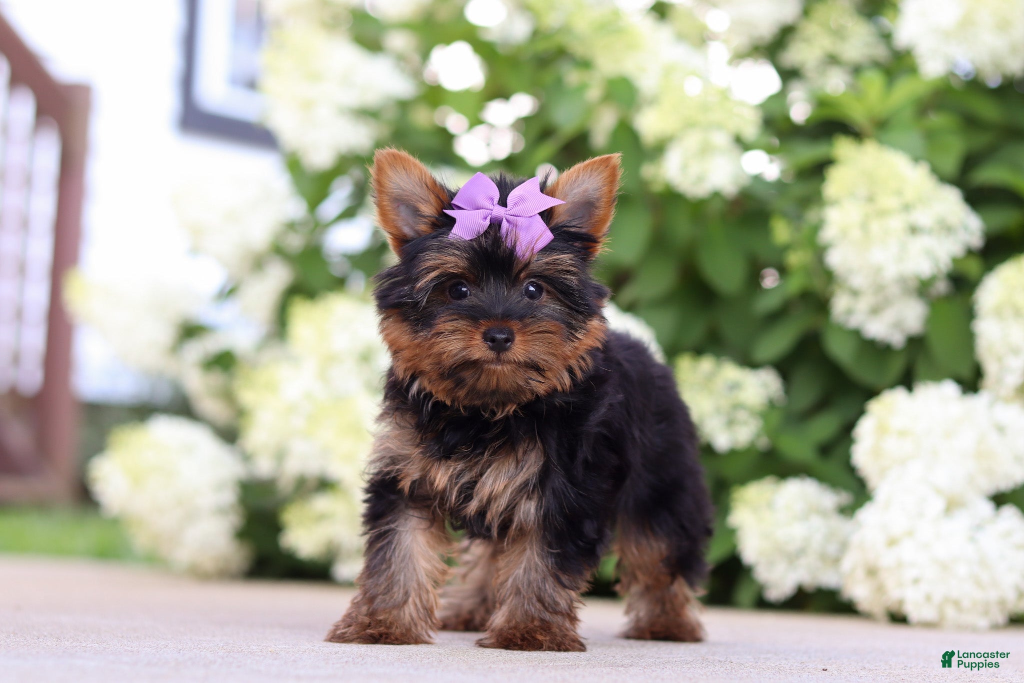 Yorkshire Terrier dogs Lola - Ad 2