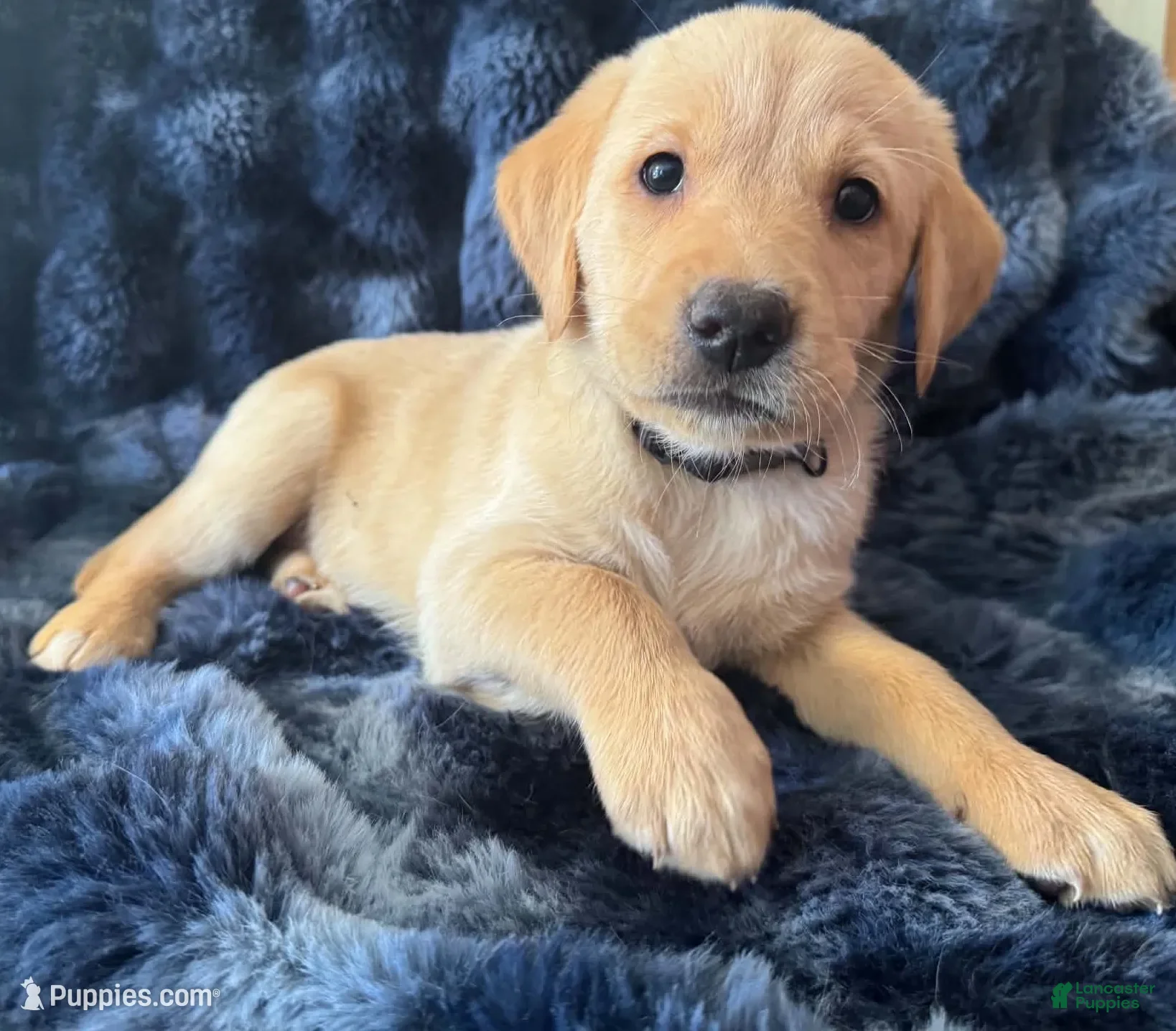 Goldador dogs Yellow - Ad 1