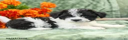 Yochon dogs for sale: Caleb - Ad 2