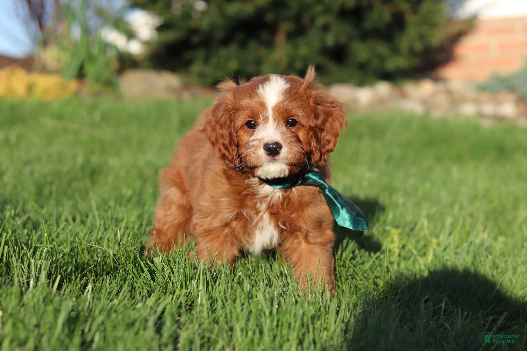 Cavapoo dogs Mickey - Ad 1