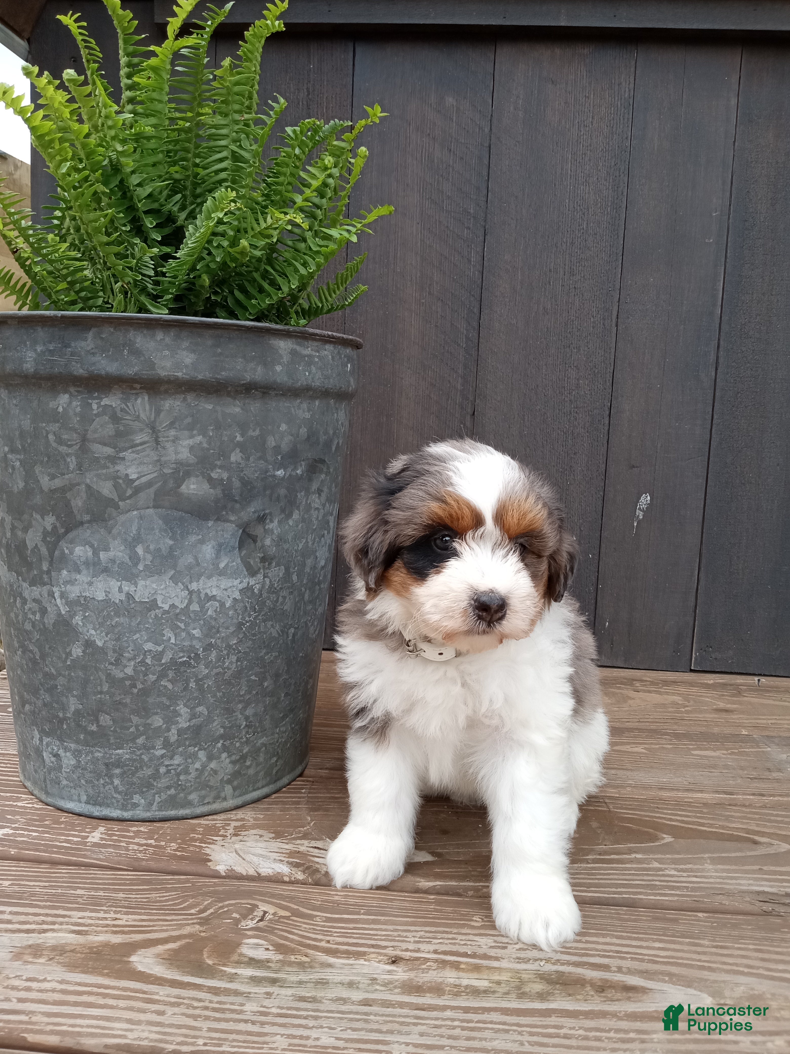 Mini Bernedoodle dogs Lucy - Ad 2