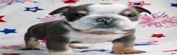 English Bulldog dogs for sale: Spud - Ad 2