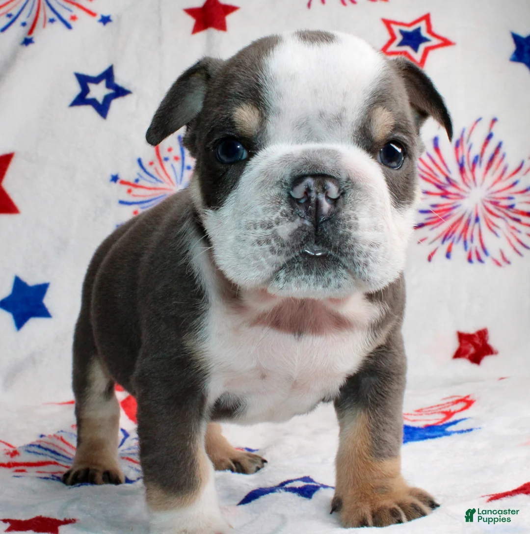 English Bulldog dogs for sale: Spud - Ad 2