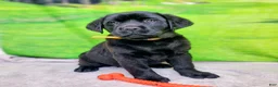 Labrador Retriever dogs for sale: Annie - Ad 9