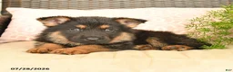 German Shepherd dogs for sale: Lucky - Ad 4