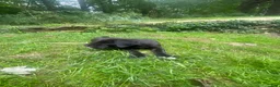 Cane Corso dogs for sale:  Mila - Ad 5