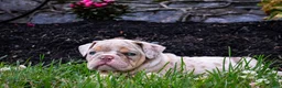English Bulldog dogs for sale: Dozer - Ad 3