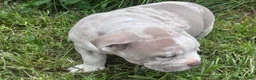 Olde English Bulldogge dogs for sale: Olde English Bulldogge 7 - Ad 5