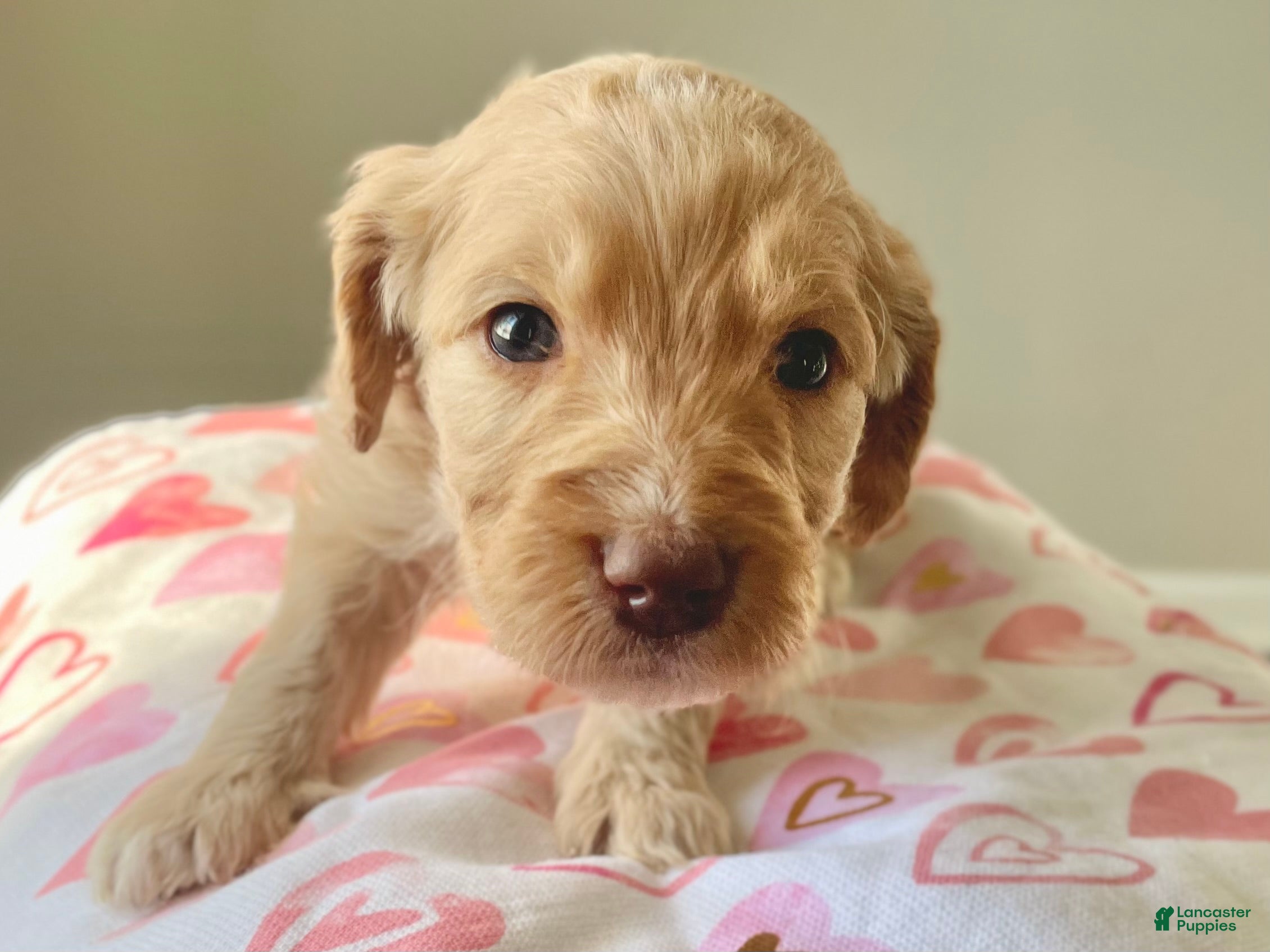 Goldendoodle dogs Ms green - Ad 2