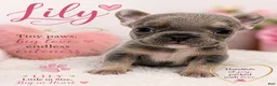 French Bulldog dogs for sale: 💖 Lily – Beautiful AKC French Bulldog Female in Texas - Ad 6