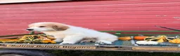 Great Pyrenees dogs for sale: Rover - Ad 3