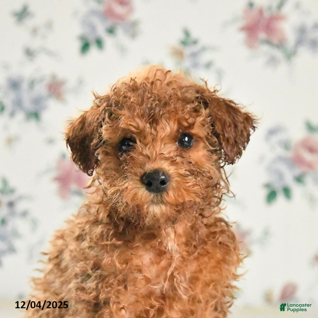 Miniature Poodle dogs for sale: Joy - Ad 3