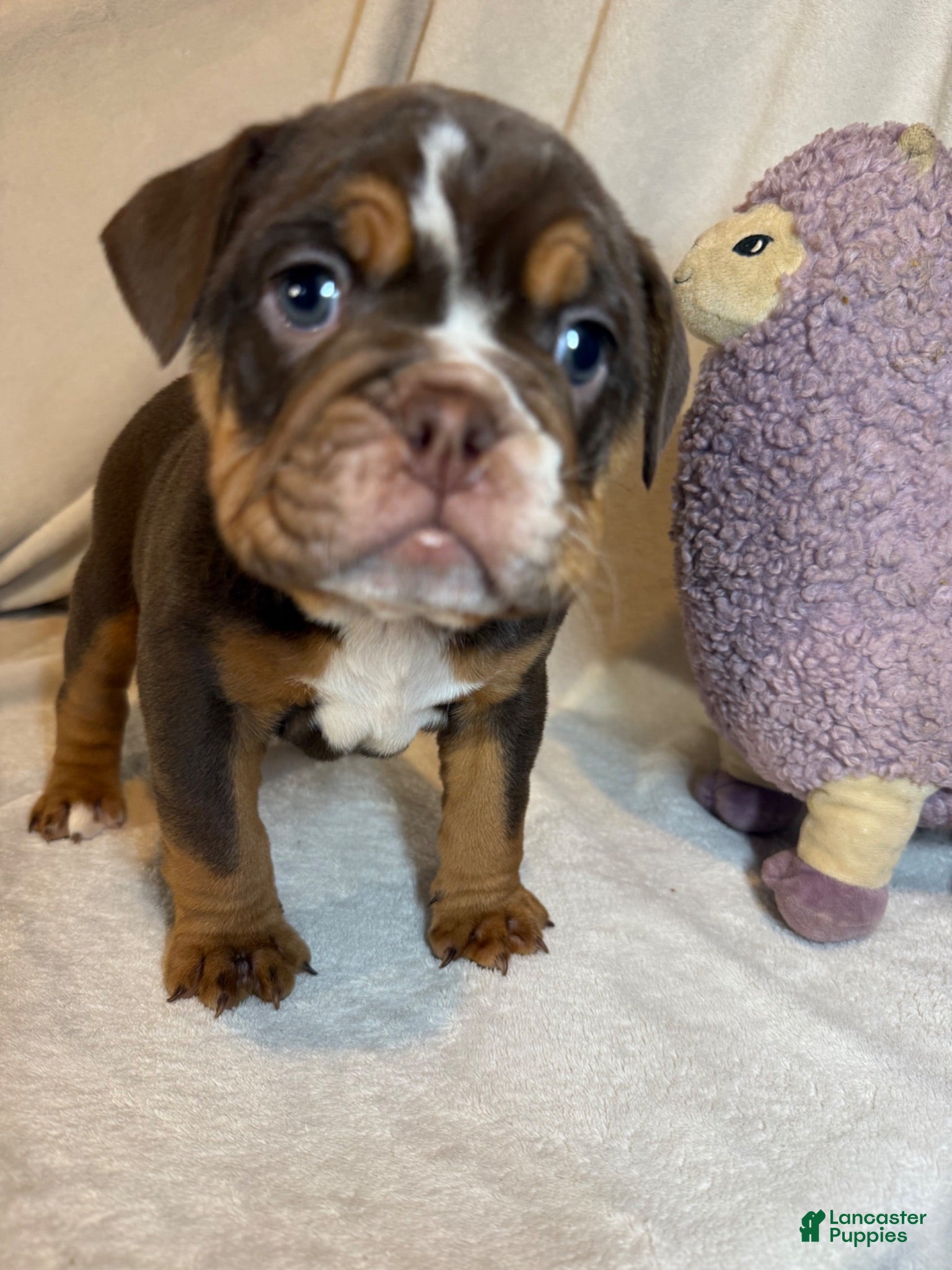 English Bulldog dogs Coco - Ad 2