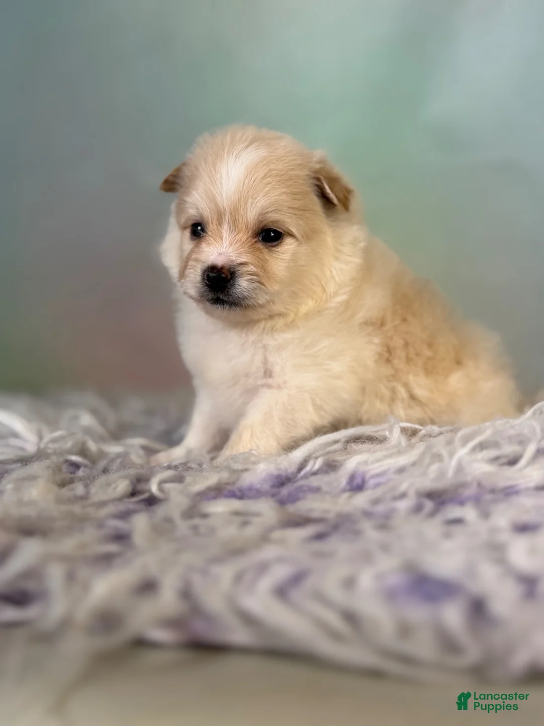 Pomeranian dogs for sale: Tipton - Ad 1