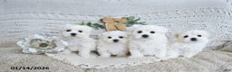Maltese dogs for sale: Fairy EXTRA SMALL - Ad 3