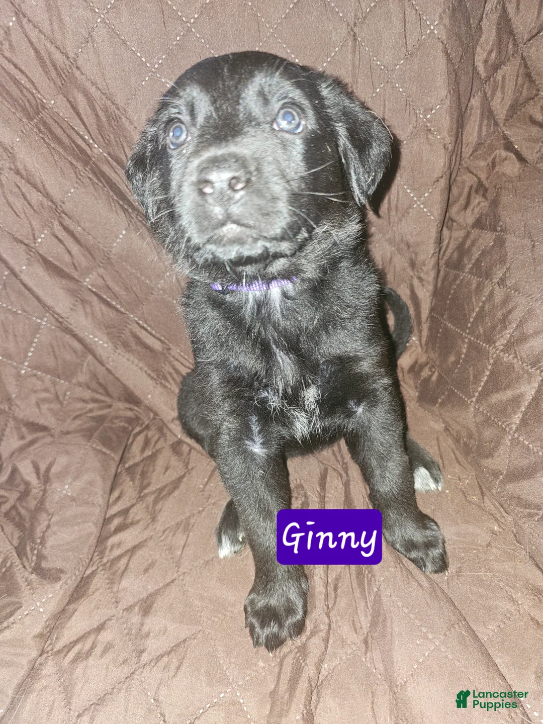 Golden Shepherd dogs for sale: Ginny - Ad 1