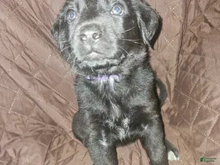 Golden Shepherd dogs Ginny - Ad 6