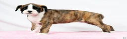 Boxer dogs for sale: Rose - Ad 6