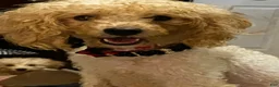 Mixed Breed dogs for sale: sharpa  - Ad 2