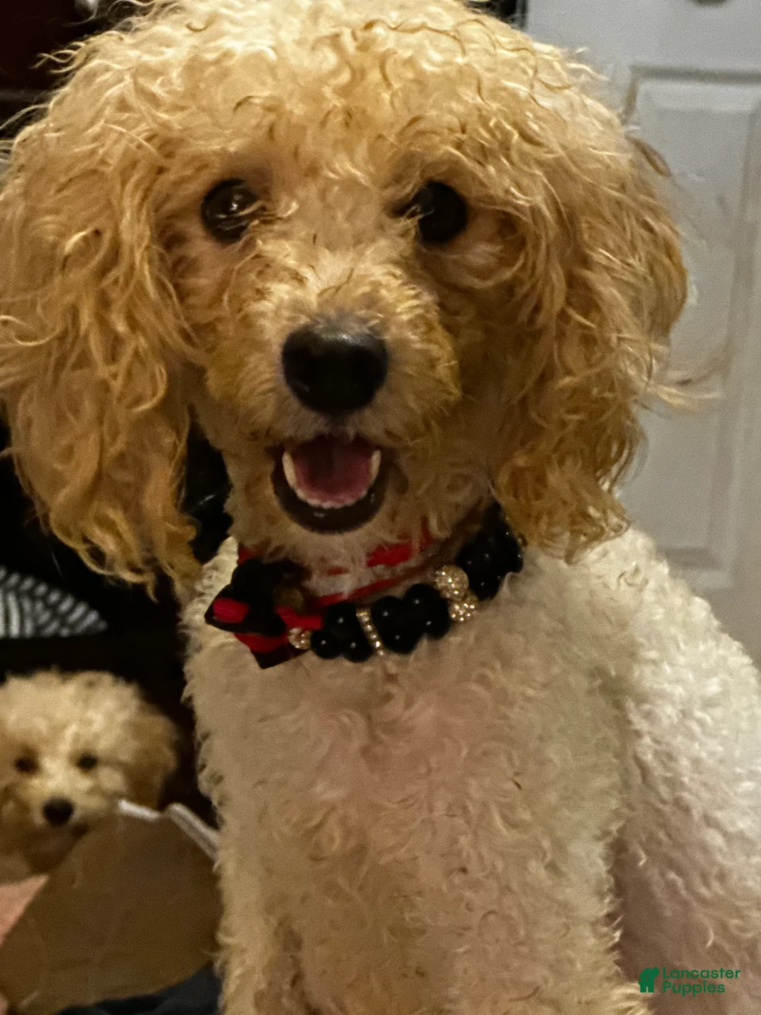 Mixed Breed dogs for sale: sharpa  - Ad 2