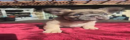 French Bulldog dogs for sale: Jazzy - Ad 1