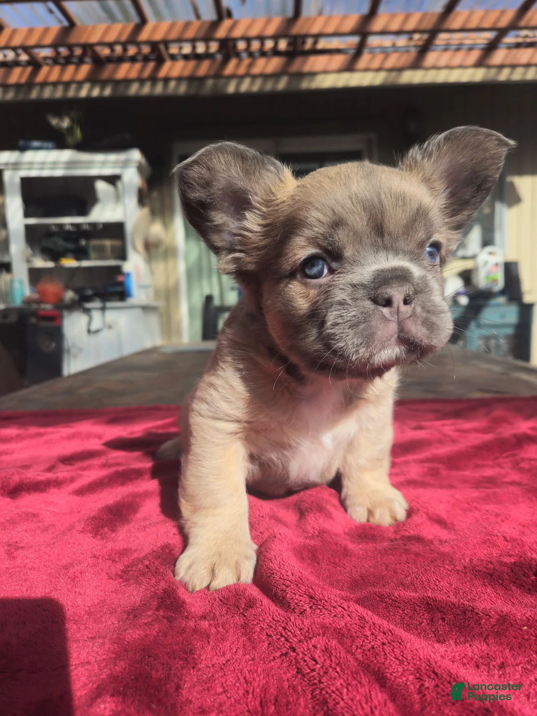 French Bulldog dogs for sale: Jazzy - Ad 1