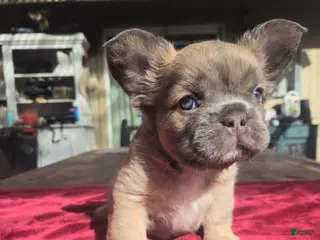 French Bulldog dogs Jazzy - Ad 1