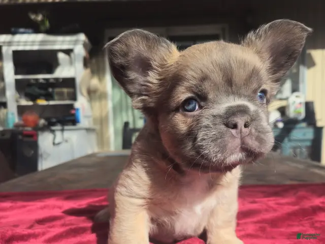 French Bulldog dogs for sale: Jazzy - Ad 1