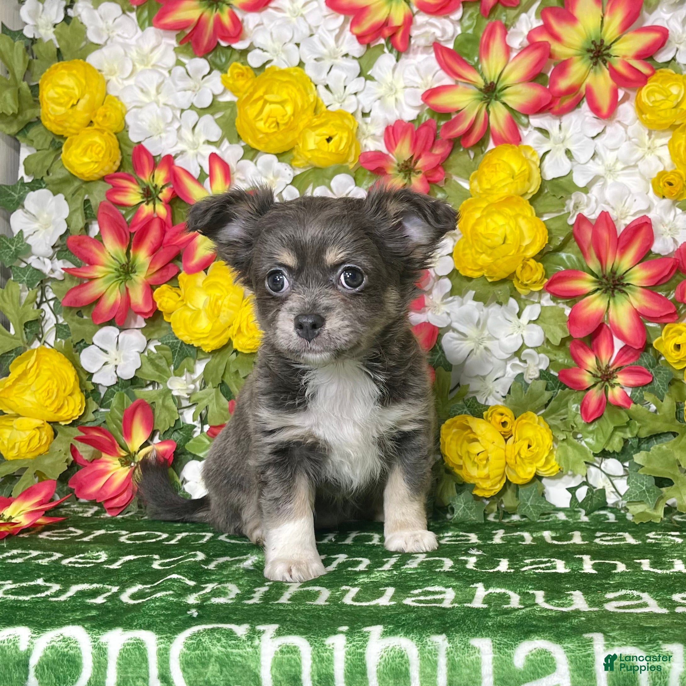 Chihuahua dogs Fern Blue Long Coat - Ad 1