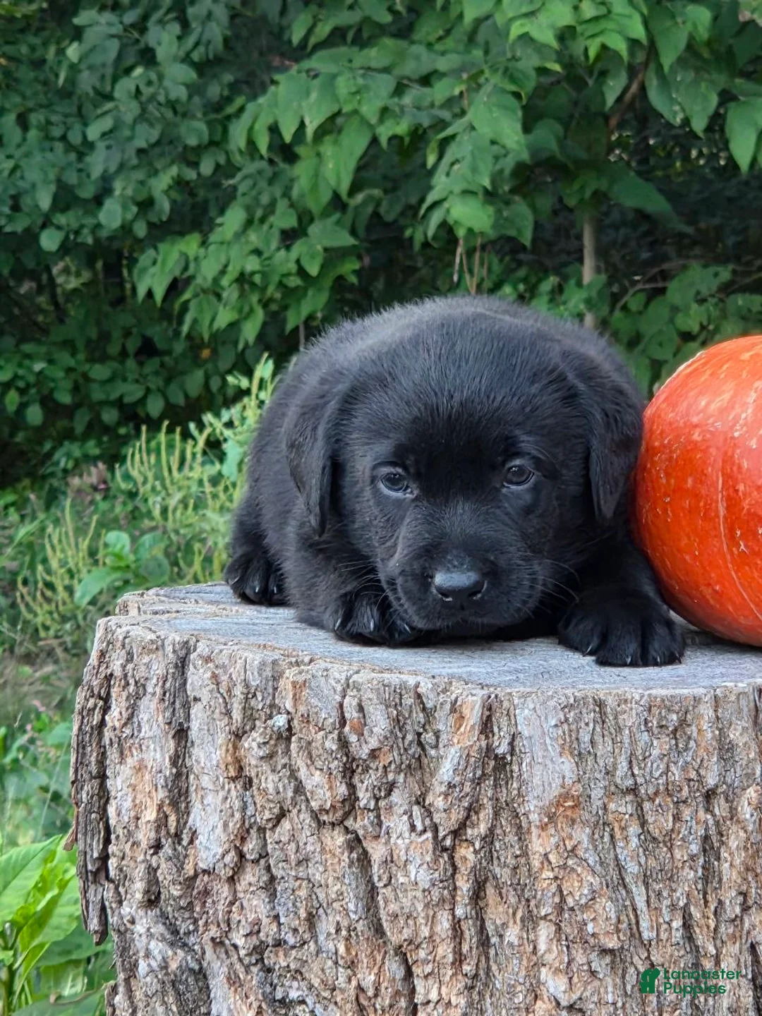Labrador Retriever dogs for sale: Zella - Ad 3