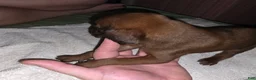 Redbone Coonhound dogs for sale: Redbone Coonhound 1(white/brown)) - Ad 7