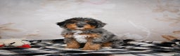 Bernedoodle dogs for sale: Murphy - Ad 4