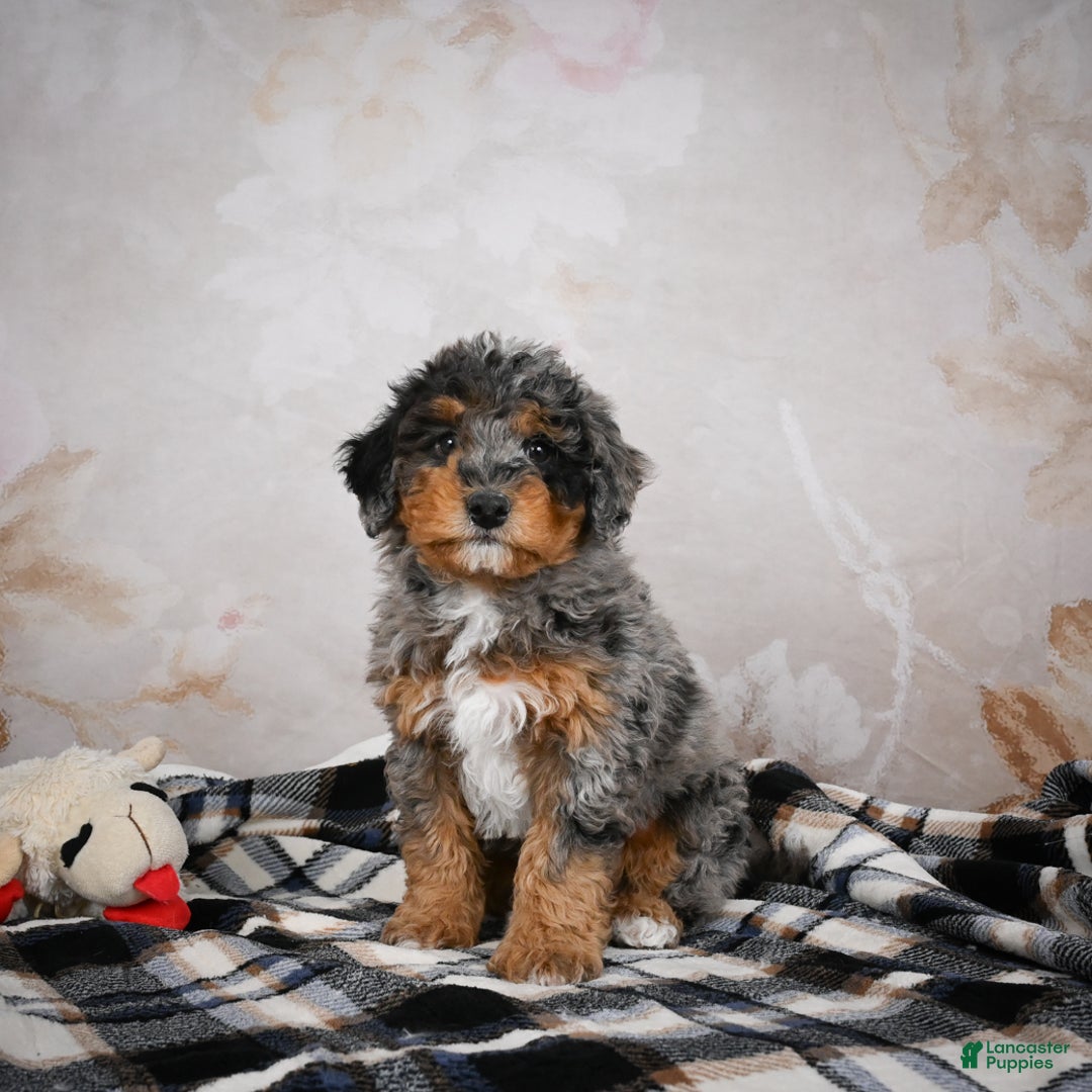 Bernedoodle dogs for sale: Murphy - Ad 4