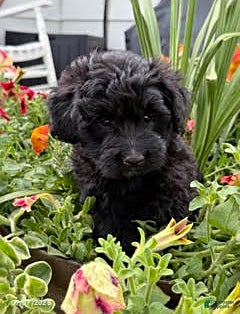 Mixed Breed dogs Caboose - Ad 39