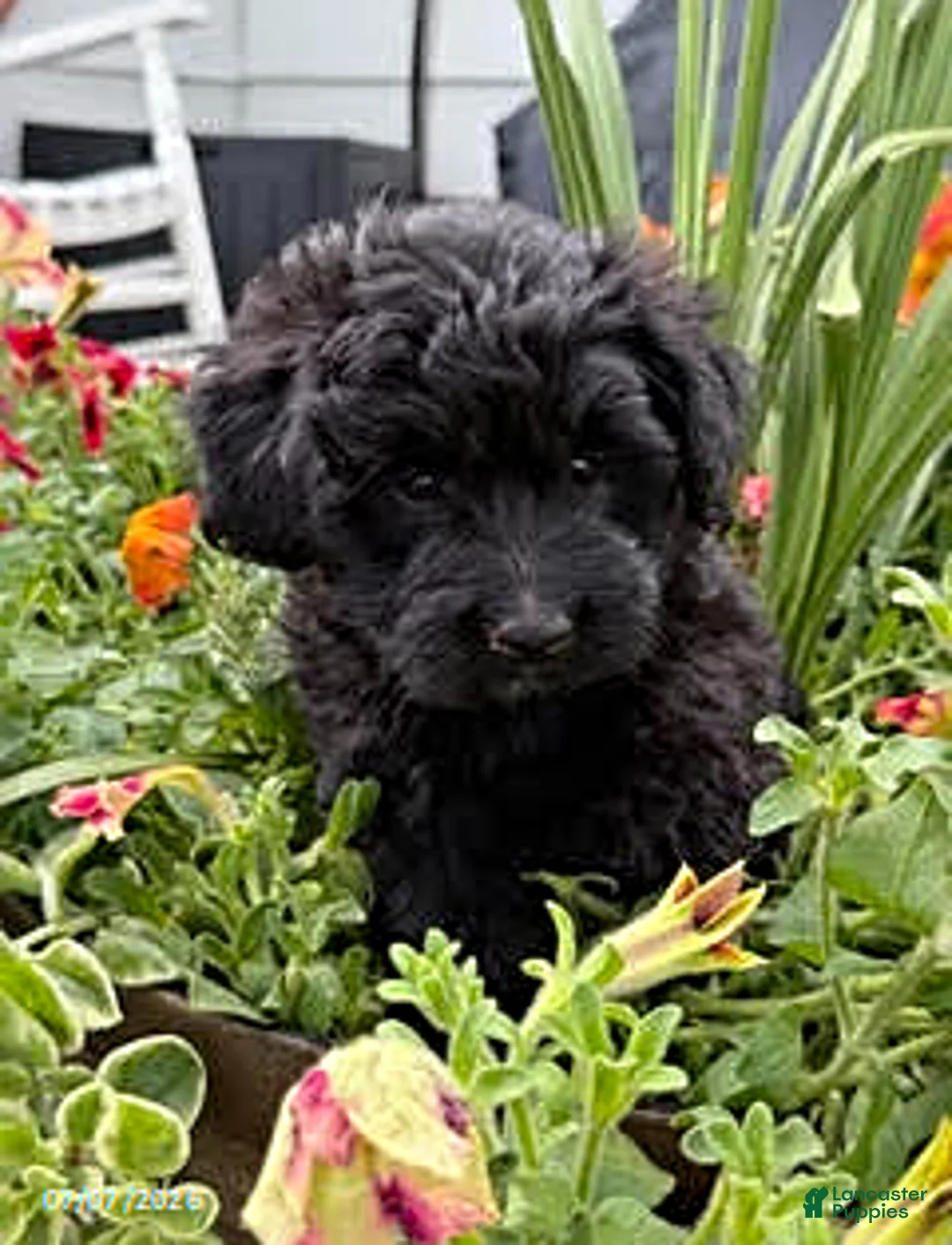 Mixed Breed dogs for sale: Caboose - Ad 1