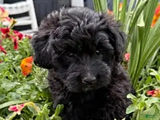 Mixed Breed dogs Caboose - Ad 39